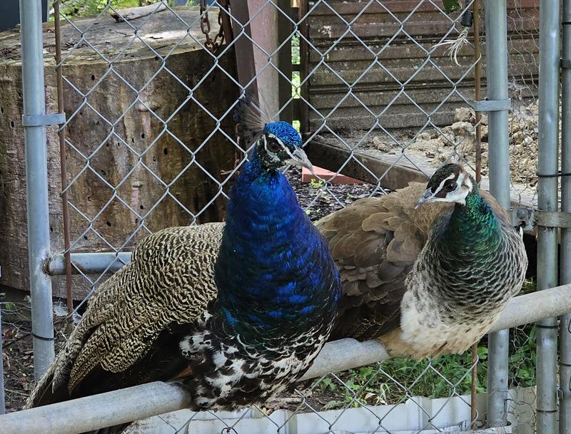 India Blue peafowl pair