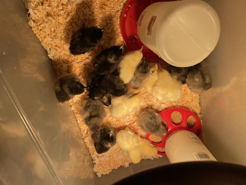 Hoover's Hatchery Live Assorted Color Egg Production Baby Chicks, 10 ct ...