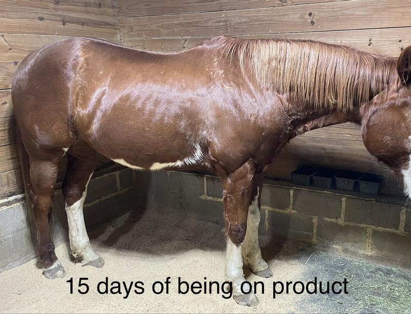 Not after photo but in progress photo as still a way to go before he’s the way he should be. Color deeper/richer, weight on, and so much better looking even though he hasn’t been bathed or really groomed thoroughly between the pictures (and out in mud).