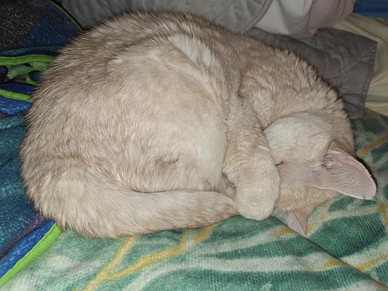 Happy Tummy, Fancy Feast