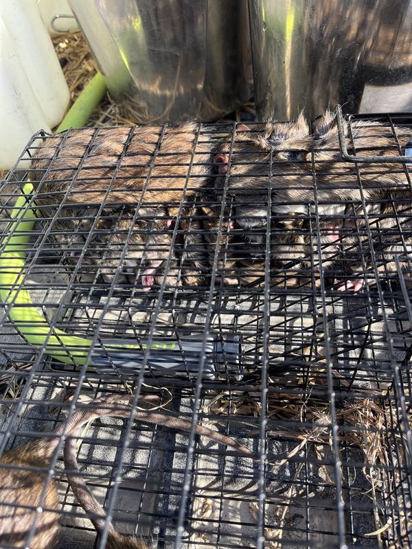 Fed them to the chickens