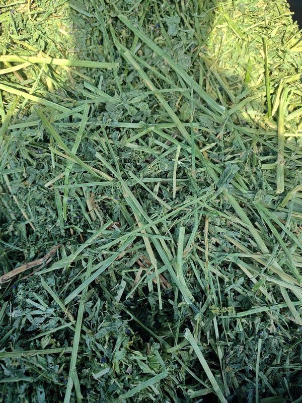 Right out of the bag.  I feel like I lose a lot trying to get it into the hay bag.