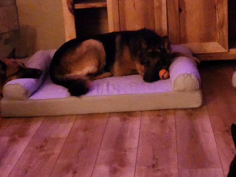 Empty and with my 7 yr old Shepherd