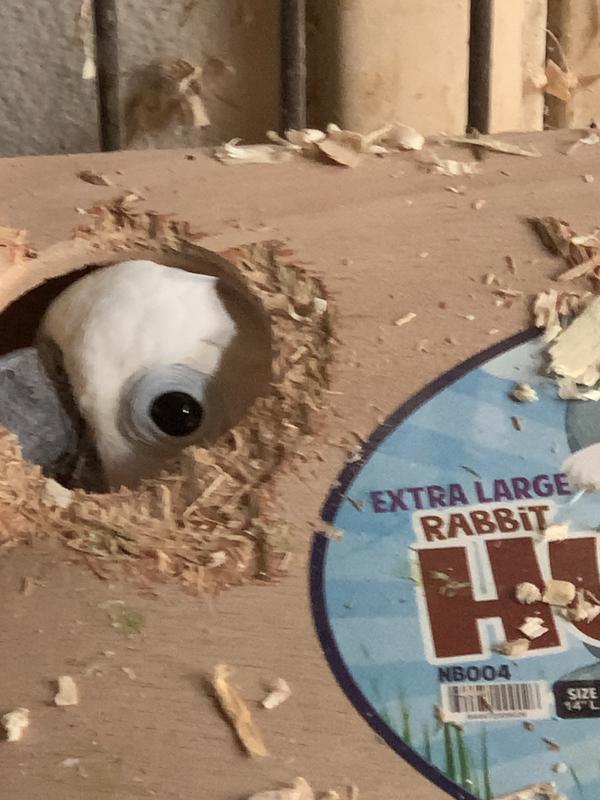 Daisy Mae peeking out.