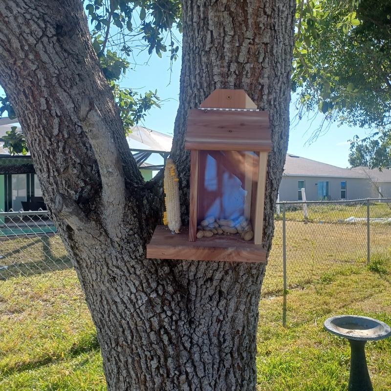Squirrel feeder