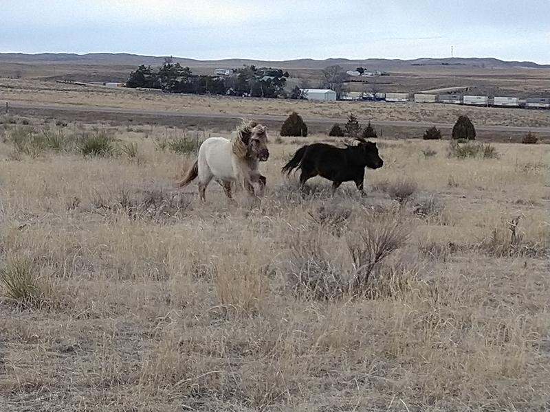 They come running for their saddle snacks!