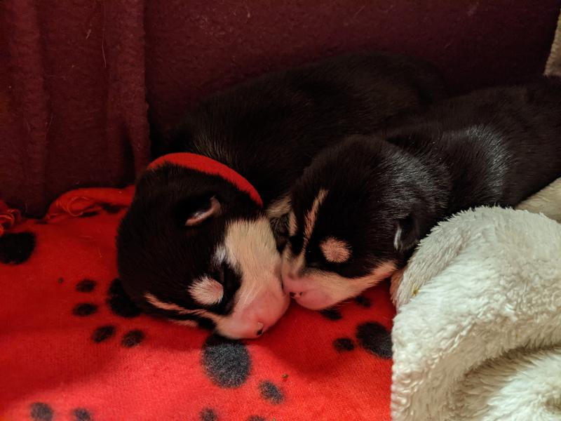 Orphaned newborn foster pups
