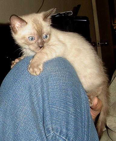 2019 Bengal Snow kitten