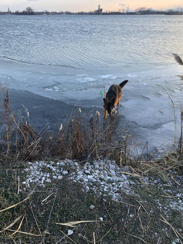 Sheba in the icy wolf lake near us