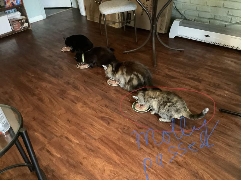 They look love friskies.