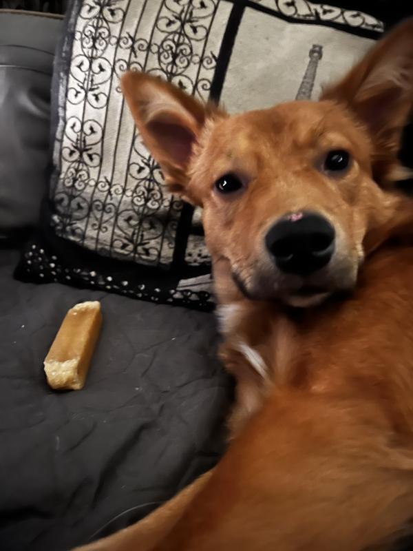 Tater wants to know why you're looking at his yak cheese