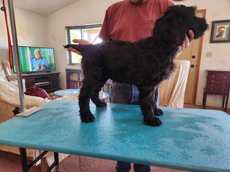 Puppies at 12 weeks of age