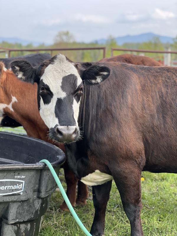 All clear of pink eye