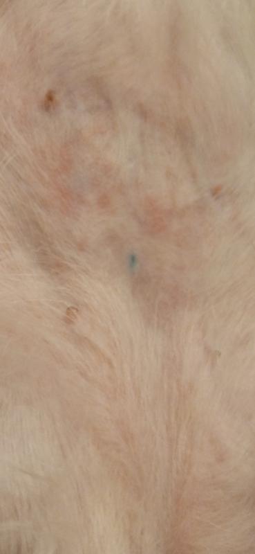 Red blotches on her bellie, they're much better than they were initially, but they are still there 4 days later