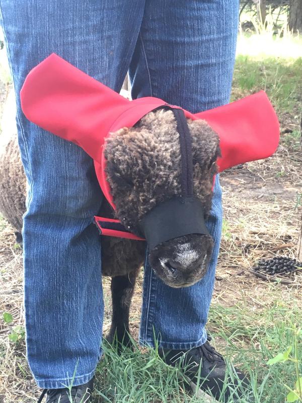 Blackberry enjoying no flies.