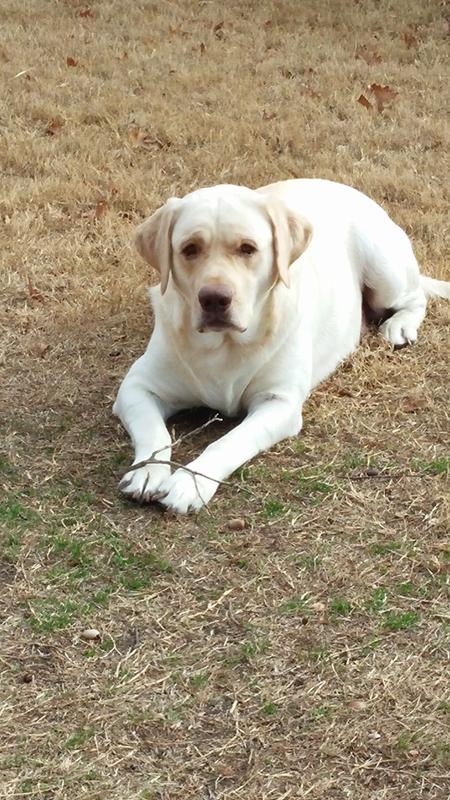 He can now lay in the nackyard without worries of grass hives an rashes