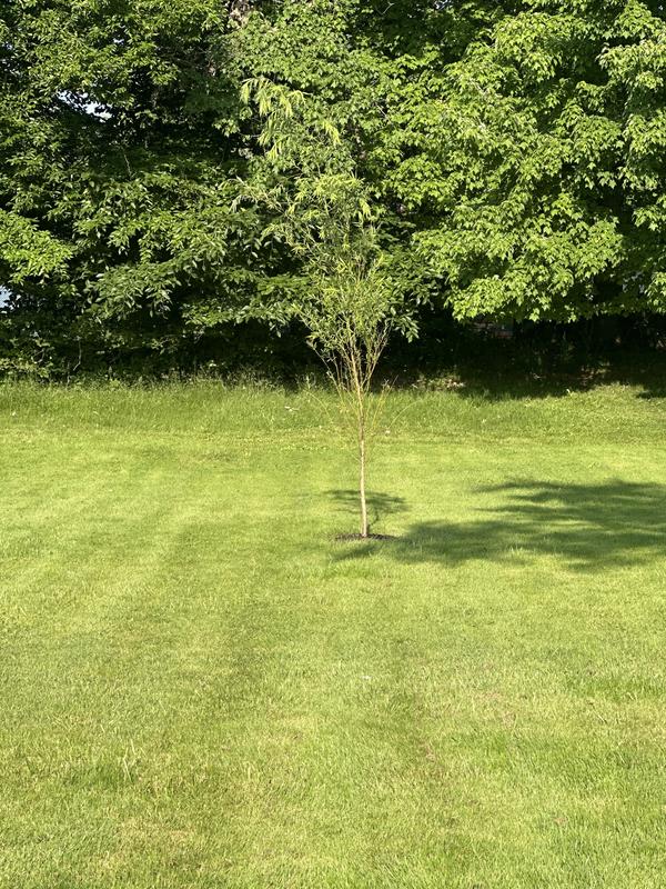 Grew about four feet already