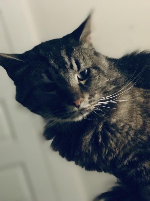 The cats who use it