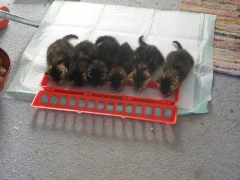 our five little resques