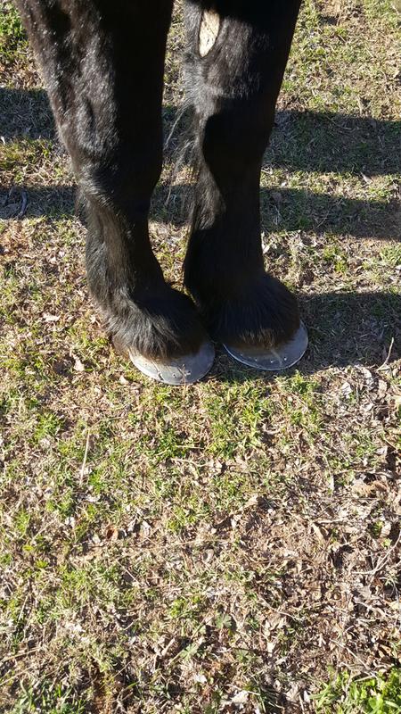 Much better hooves!