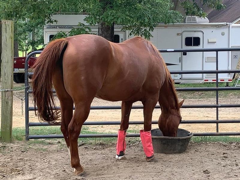 Dusty Rose is my first horse. 20 yr old mare.