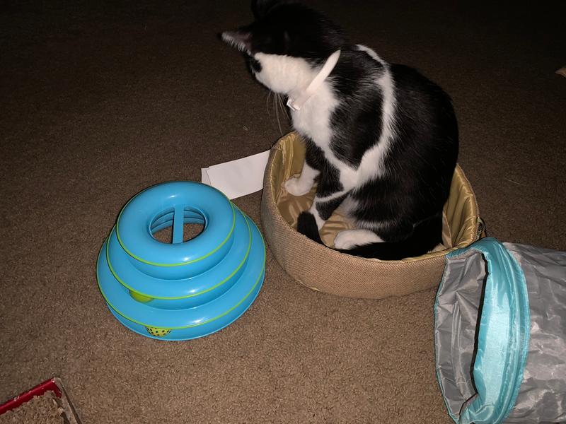 My mom buys me too many toys I want to play with all of them at once