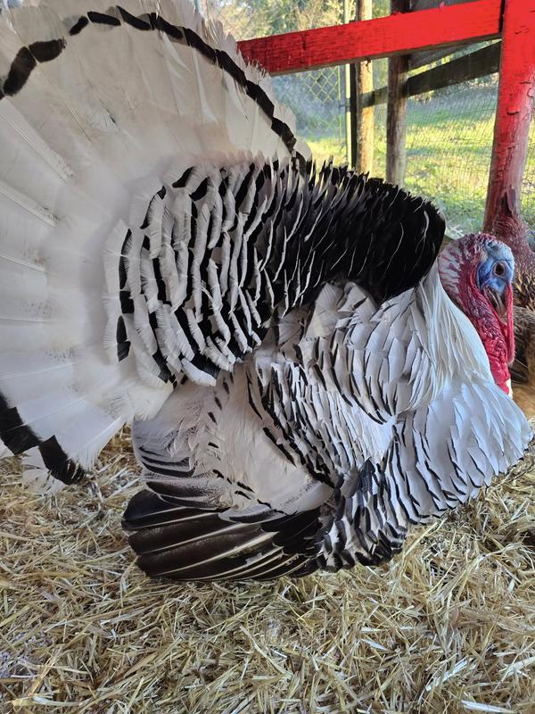 Happy Poe the turkey!