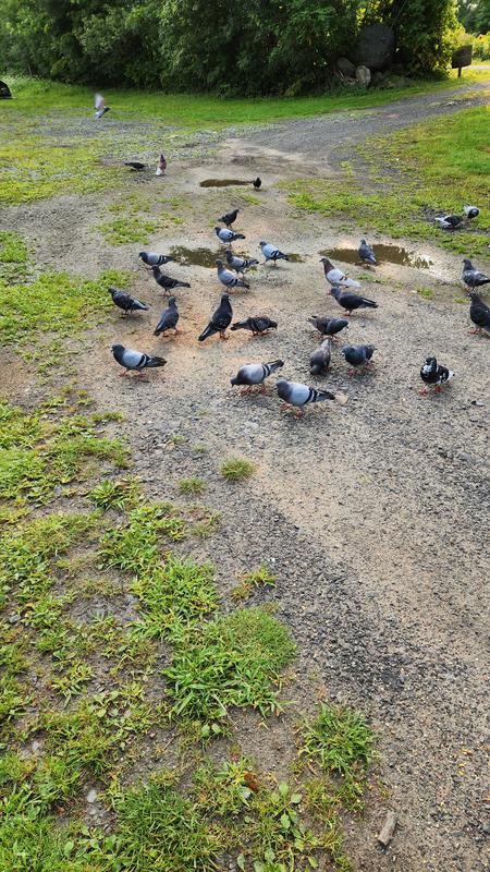 The pigeons enjoy them