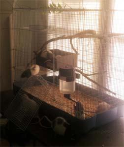 One of 4 cages with the 16-oz. Lixit Top Fill Water Bottle