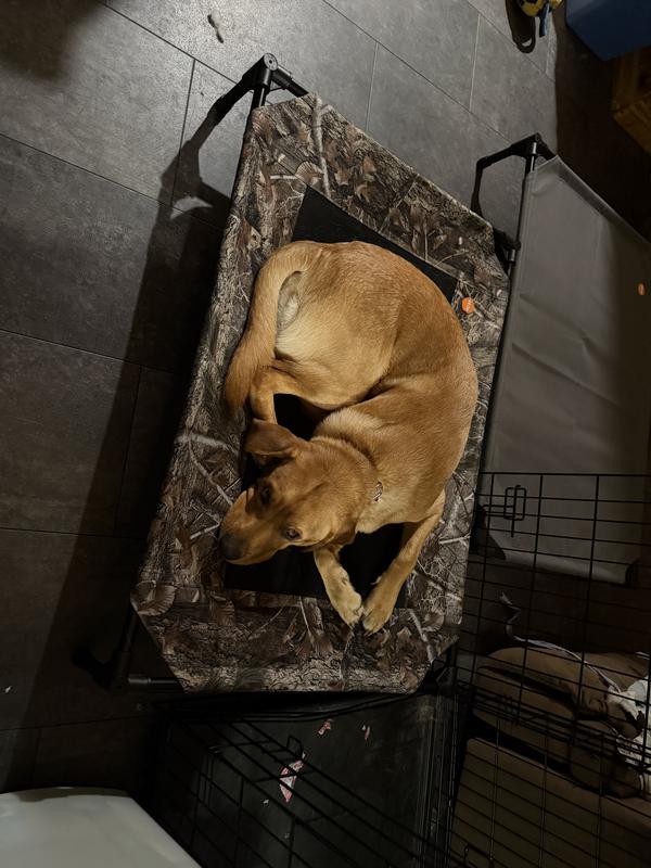 Labrador approved