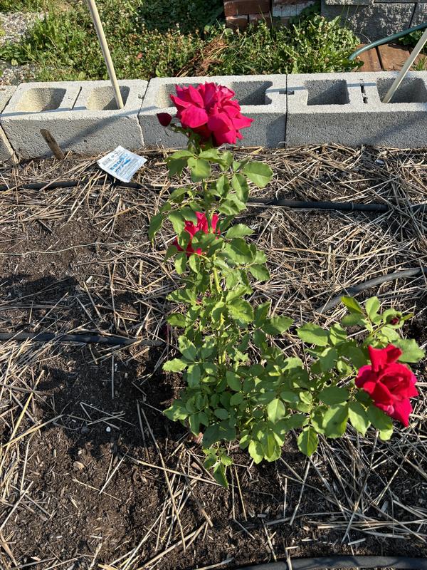 images of both rose bushes
