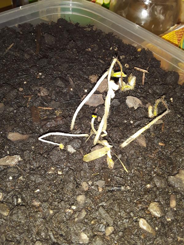 After being replanted