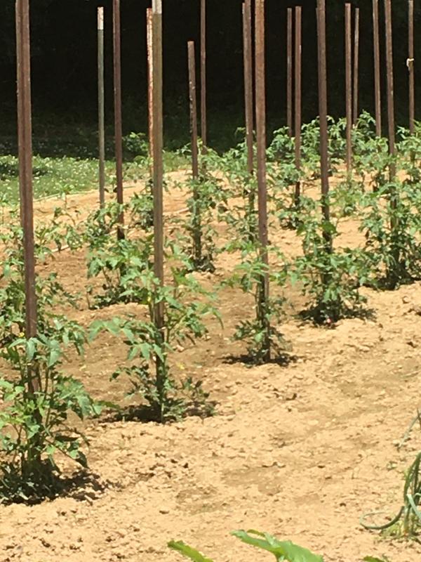 Canned tomatoes from our garden using Ball