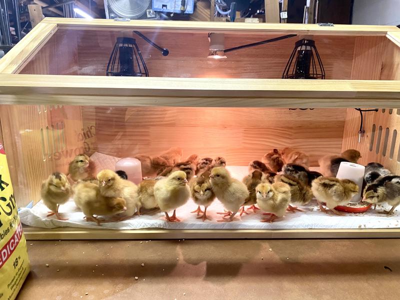 Love my chicks!