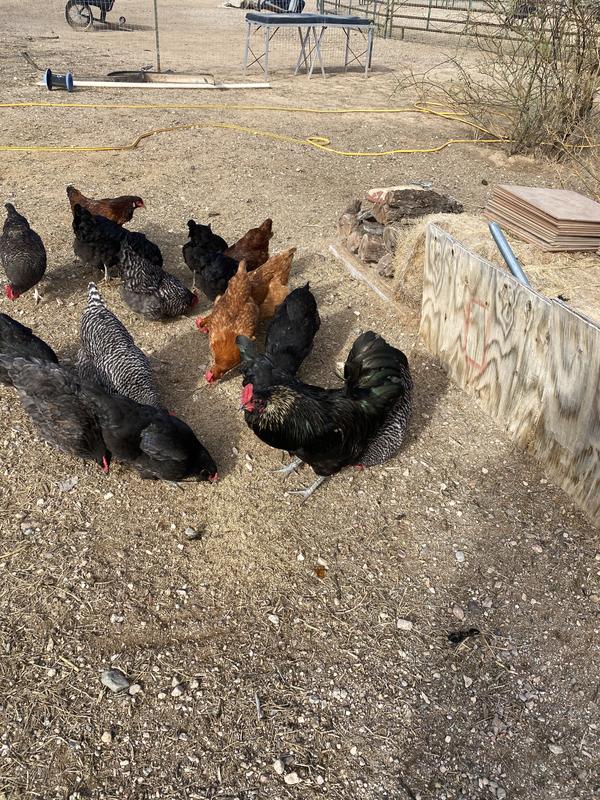 Black Pearl rooster w his flock