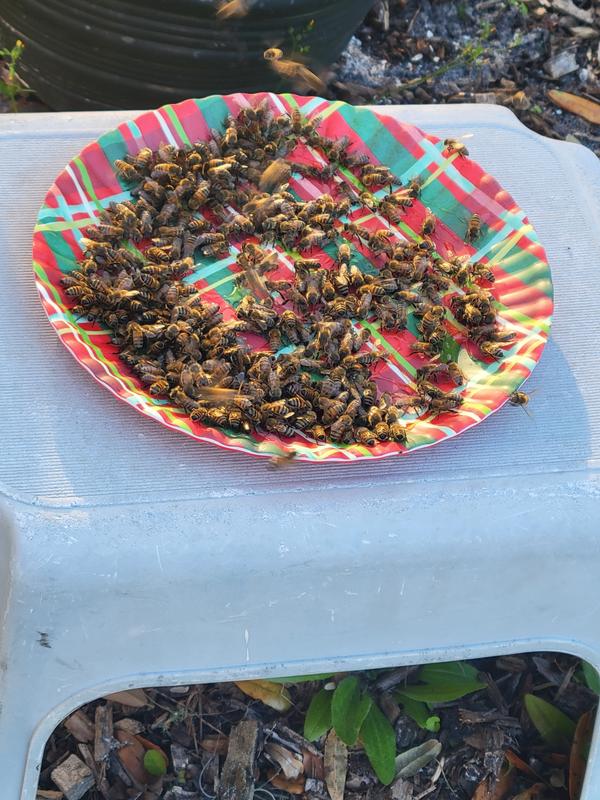 Bee Party