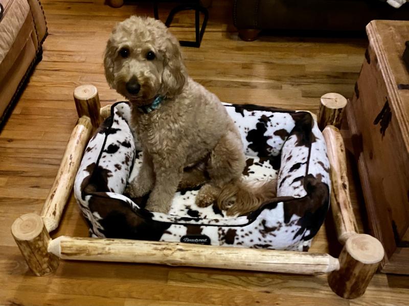 Luna loves her new bed!