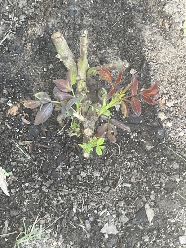 Off to a good start!