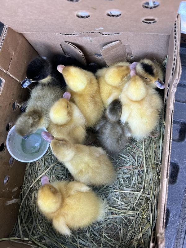 Hoover's Hatchery Live Assorted Ducks, 10 ct. at Tractor Supply Co