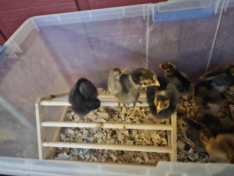In the first 2 pictures the chicks have just arrived and are really taking to the food and water. In the last picture, taken 2 days ago, I introduced them to their tiny roost. Within 5 minutes 4 of them were at the top already. Lol