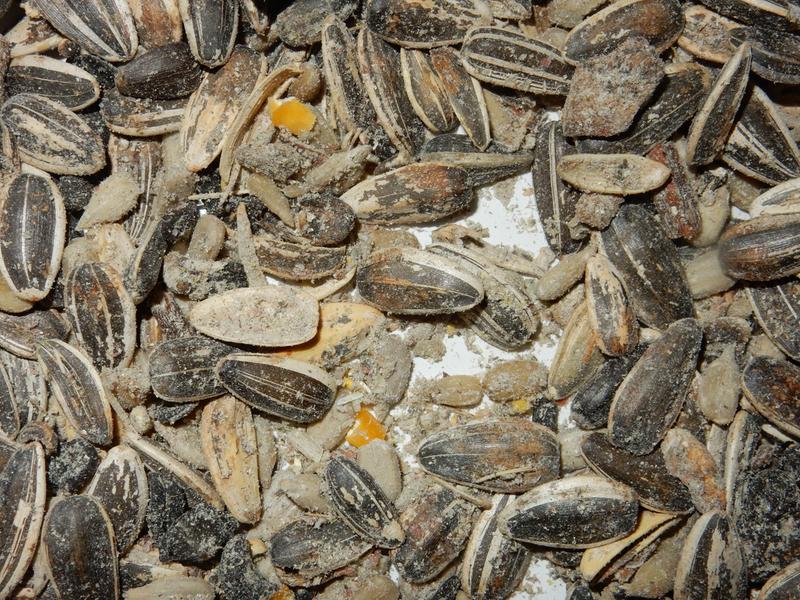 grainy, powdery residue