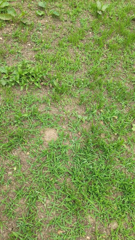 Pics showing the majority of it filling in nicely along with the couple spots that needed re-seeded