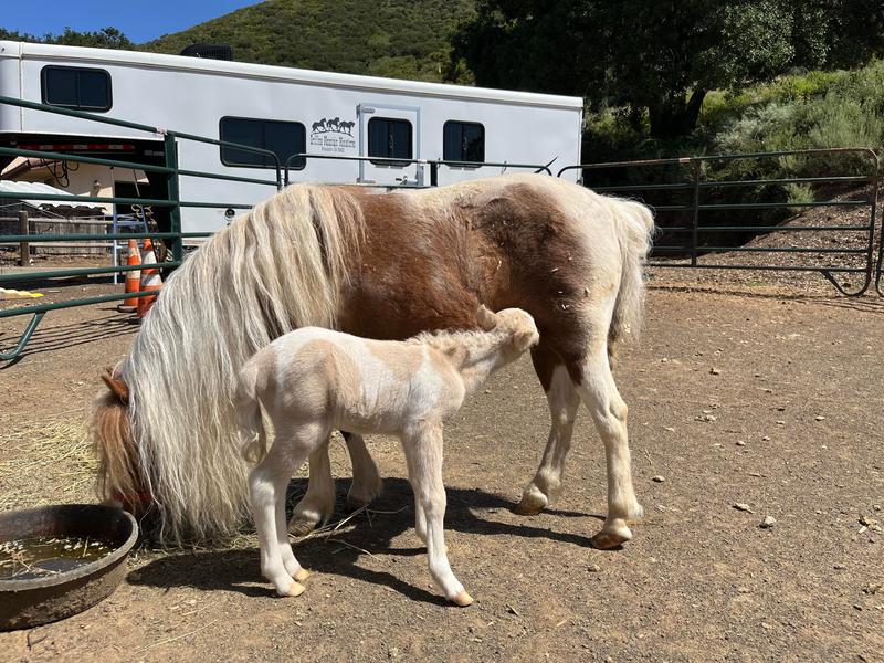 Griffin's Mountain Hennesseys Moon Lite, AKA Moonay