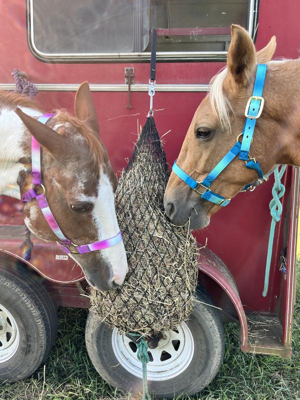 Weaver Equine Adjustable Horse Halter, Average, Blue Ombre at Tractor ...