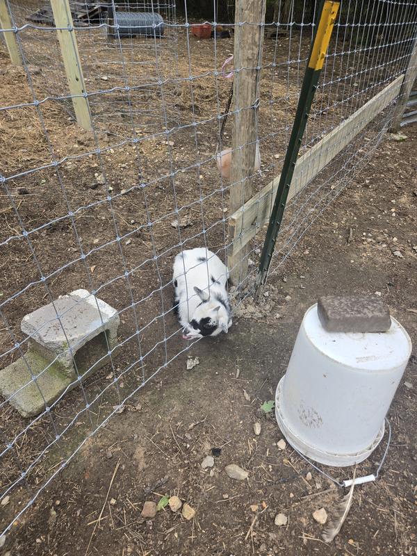 Doeling stuck immediately
