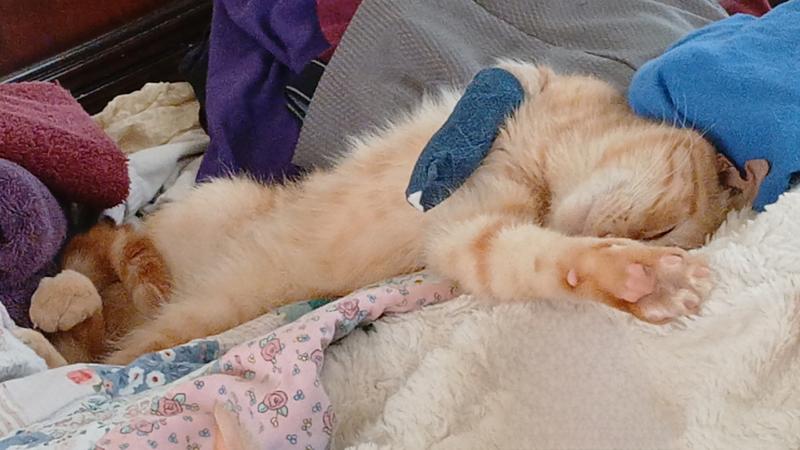 Sweet boy sleeping comfortably