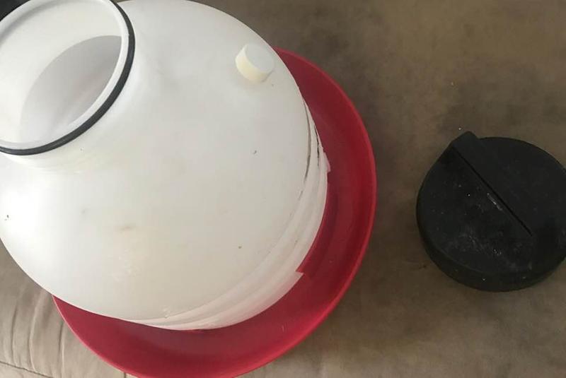 Water tray deep enough for ducklings to immerse bill without worry of drowning.