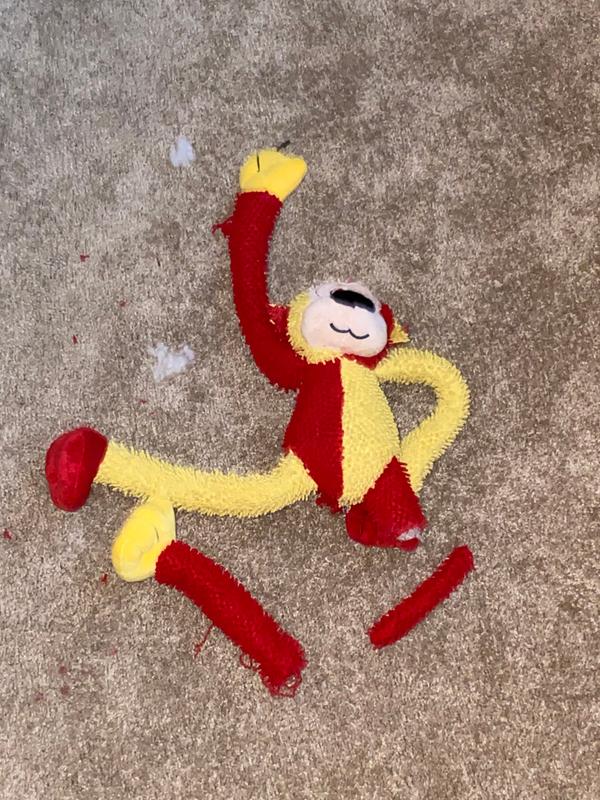 5 days.. Lady Bird -1 Monkey -0