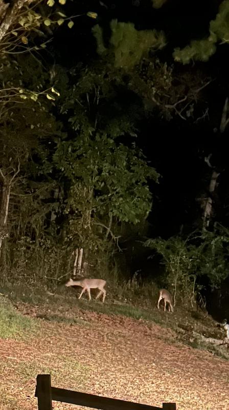 They are beautiful animals and enjoy watching them . Never know how long they will stay or when they’ll back come by !!