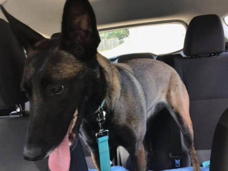 2 year old pup. 4 year old mom to pup. 8 year old dad. 4 year old Malinois female. She acts just like the dog in Dog.
.